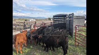 Moving Cows to Summer Pasture with Low Stress Principles