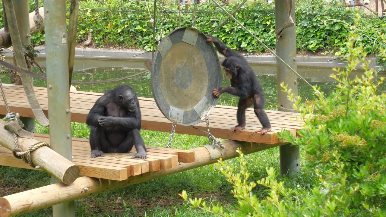 ミカンと弟イブキとのケンカ　多摩動物公園　チンパンジー　202405