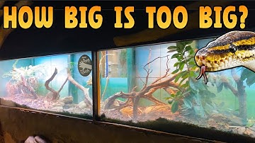 Welke maat aquarium is goed voor een koningspython?