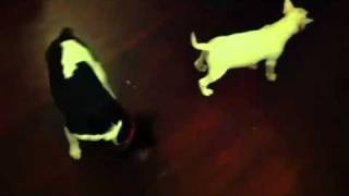 Aero The Mini English Bull V. Olive The Rat Terrier