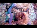 ספארי צלילה באיים המלדיביים, סרטון באורך מלא | החברה הגיאוגרפית