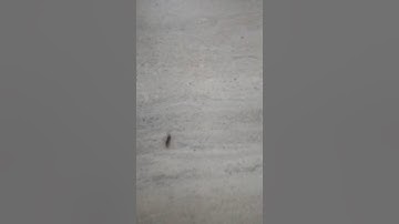 Why this ant is moving round n round...