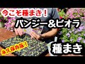 ■パンジー＆ビオラだ❣️種まきだ🌱そうだ今こそ『種まきシーズン』永久保存版。