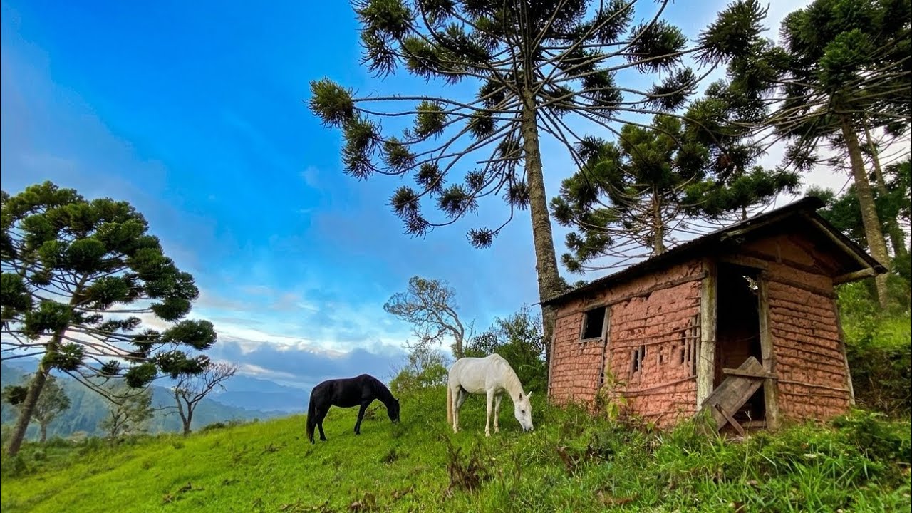 CASINHA DE PAU A PIQUE  #sitio #roça  #agriculturafamiliar 
