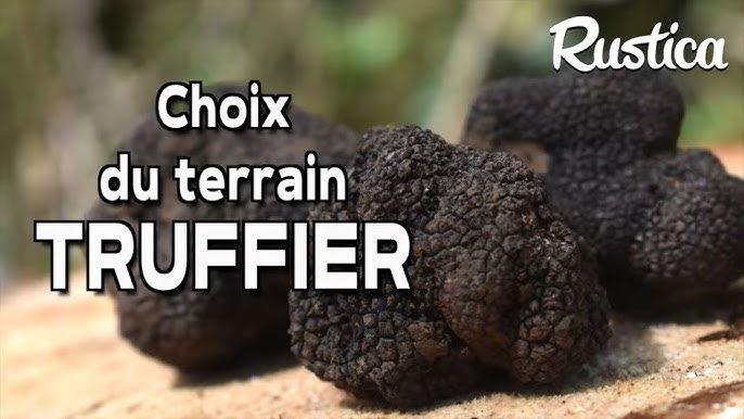 Innovations et recherches sur la truffe en France: de la truffe noire à la  truffe blanche. Trufforum 