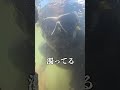 メコンタイガーを探す2
