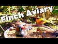 Burung Finch | Burung Aviary | Suara Burung