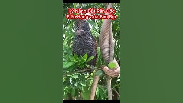 Hãy Xem Cách Chim Bìm Bịp Bắt Rắn Hổ Mang Cực Độc #shorts #randoc #snake