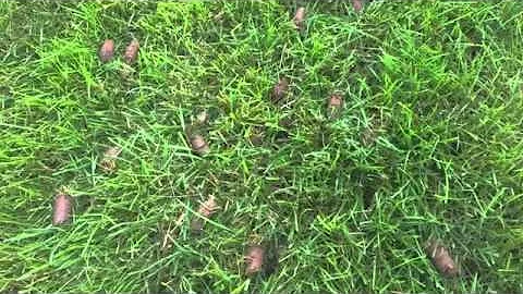 Over Seeding using Core Aeration and Compost