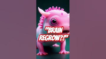"Axolotls Can Regrow Their Brain! | Regeneration Kings #shorts"