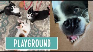 Makeshift Playground, presented by Phoebe