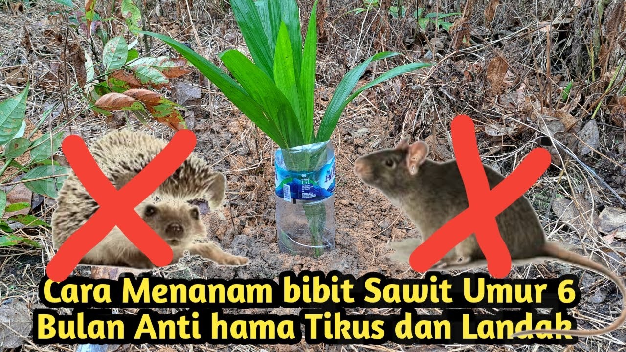 Cara menanam bibit Sawit Umur 6 Bulan anti hama Tikus dan  landak