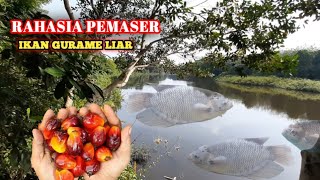 cara memanggil ikan gurame liar !! umpan jitu ikan gurame