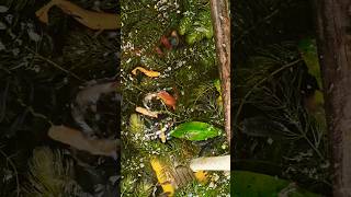 Molly fish outdoor pond setup#guppies #mollyfish #fishkeepinghobby