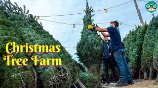 How to Start a Christmas Tree Farm? How to Start a Christmas Tree Selling Business?