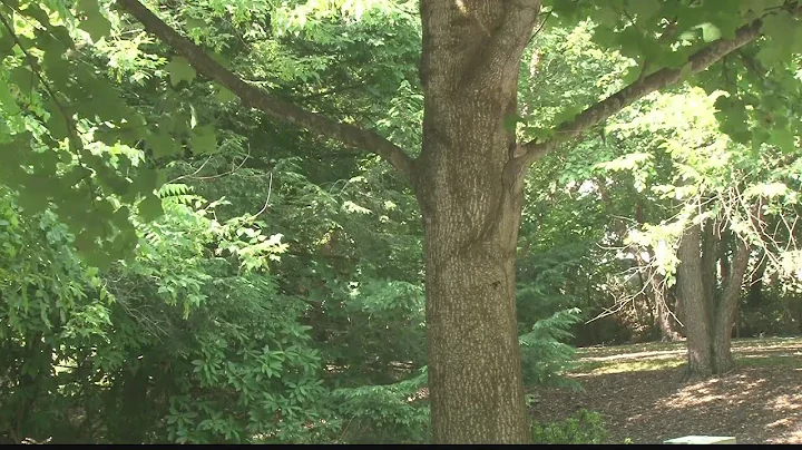 Sticky substance raining down Tulip Poplar trees in Ohio isn't sap; the real answer is pretty gross