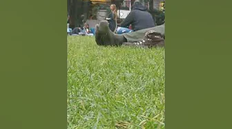 Ginger Guy. Sweaty Dress Socks w/Boots In Park