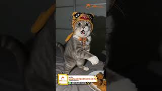 Funny Tiger Cat Reaction That Made Everyone Laugh