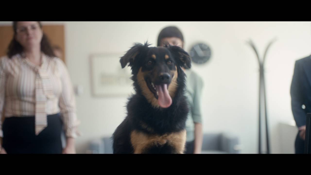 el-nuevo-perrito-lipigas-youtube