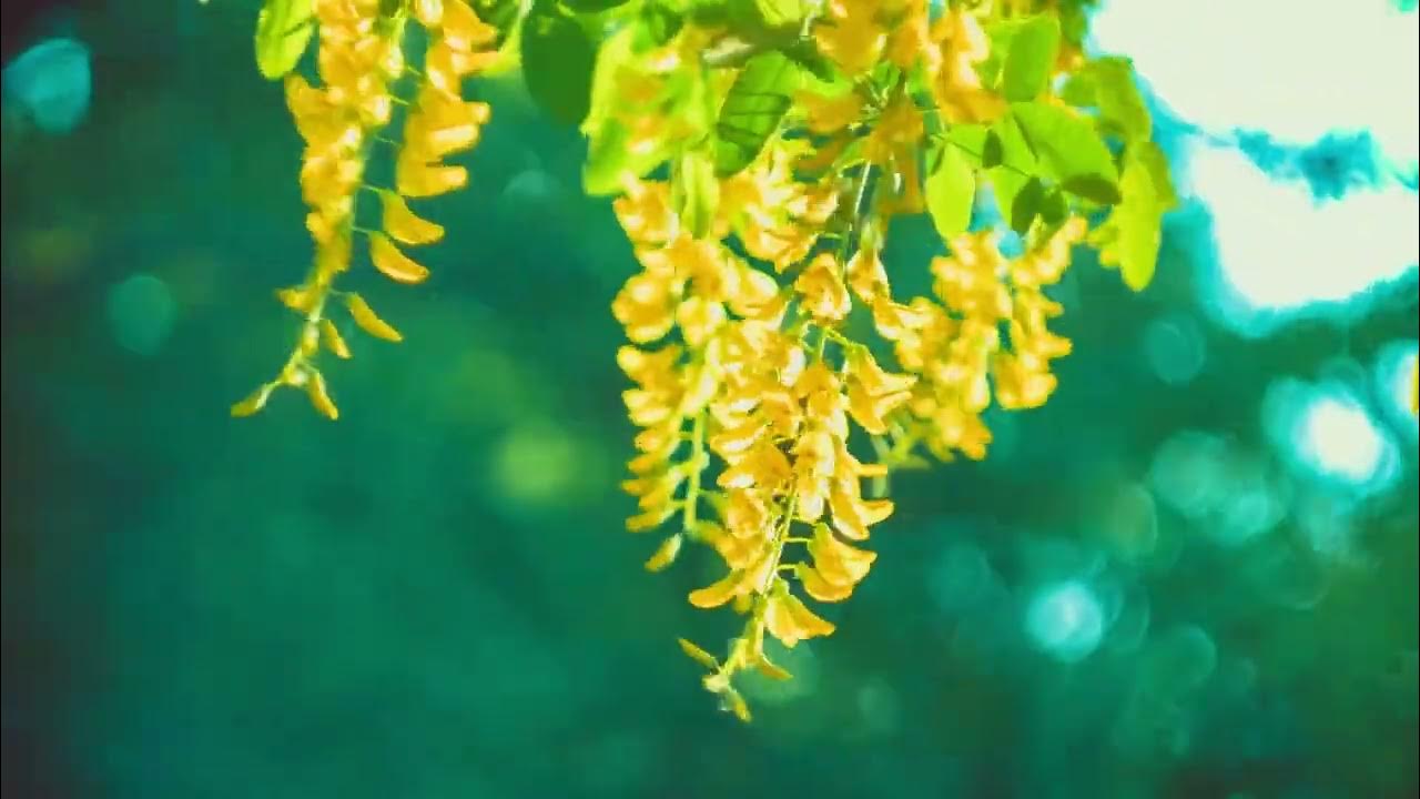 Classical guitar music for studying Best music for studying