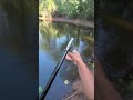 Bang stick test #bangstick #alligator #gator #gatorhunting #florida #floridalife