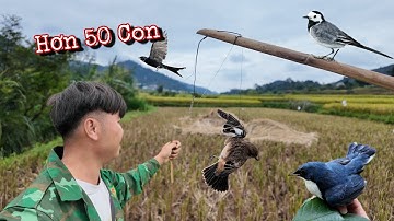 Bẫy Chim Độc Lạ Dính Hàng Bất Ngờ | Dân Tộc Tây Bắc Tv