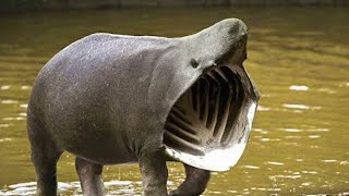 10 Most Bizarre Animals Created by Humans!