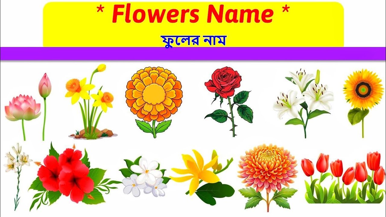 Learn Flowers Name | Flowers Name Vocabulary | Toyshala 