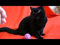 Предлагаем: котята для Вас! Шикарный черный шотландский кот-подросток.