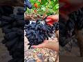 This Grape Looks Unreal 😍🍇 | Wait For The Cut! 🔥#shorts