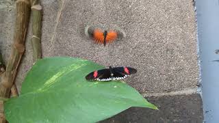 Postman Butterfly Couple Fails To Mate