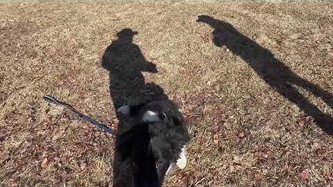 Using Negative Reinforcement (Operant Conditioning) to teach a dog a "behind" command for skiing/mtb