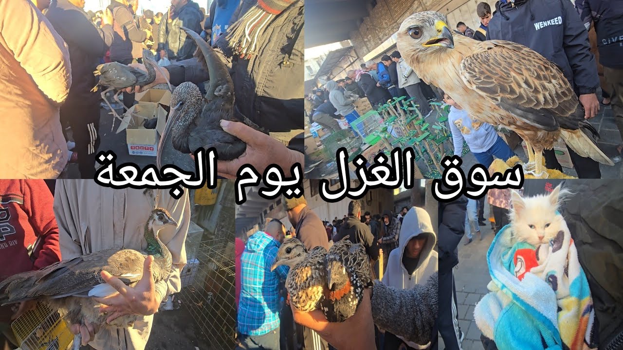 سوق الغزل يوم الجمعة بداية الموسم انواع الحيوانات والطيور  النادرة والجميلة في العراق2025/1/31