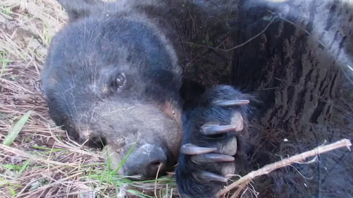 2017 Elk Browns Part 7 Brandon Pitcher (The Big Bear)