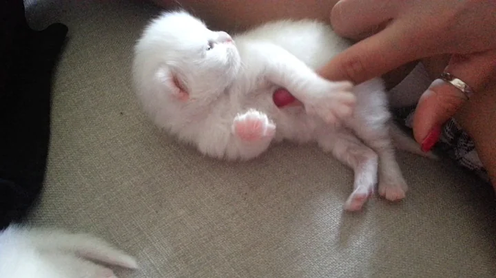 Watch the video about Cute newborn persian kitten