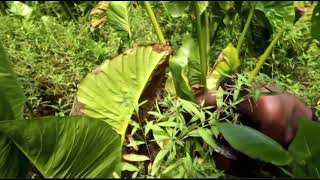 Teinga ni Meang part 1