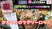 ラブリーローズと元徒長苗のカットと比較など Youtube ラブリーローズと元徒長苗のカットと比較など Youtube
