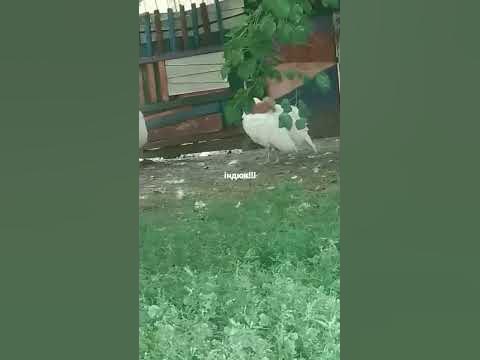 індюк - YouTube