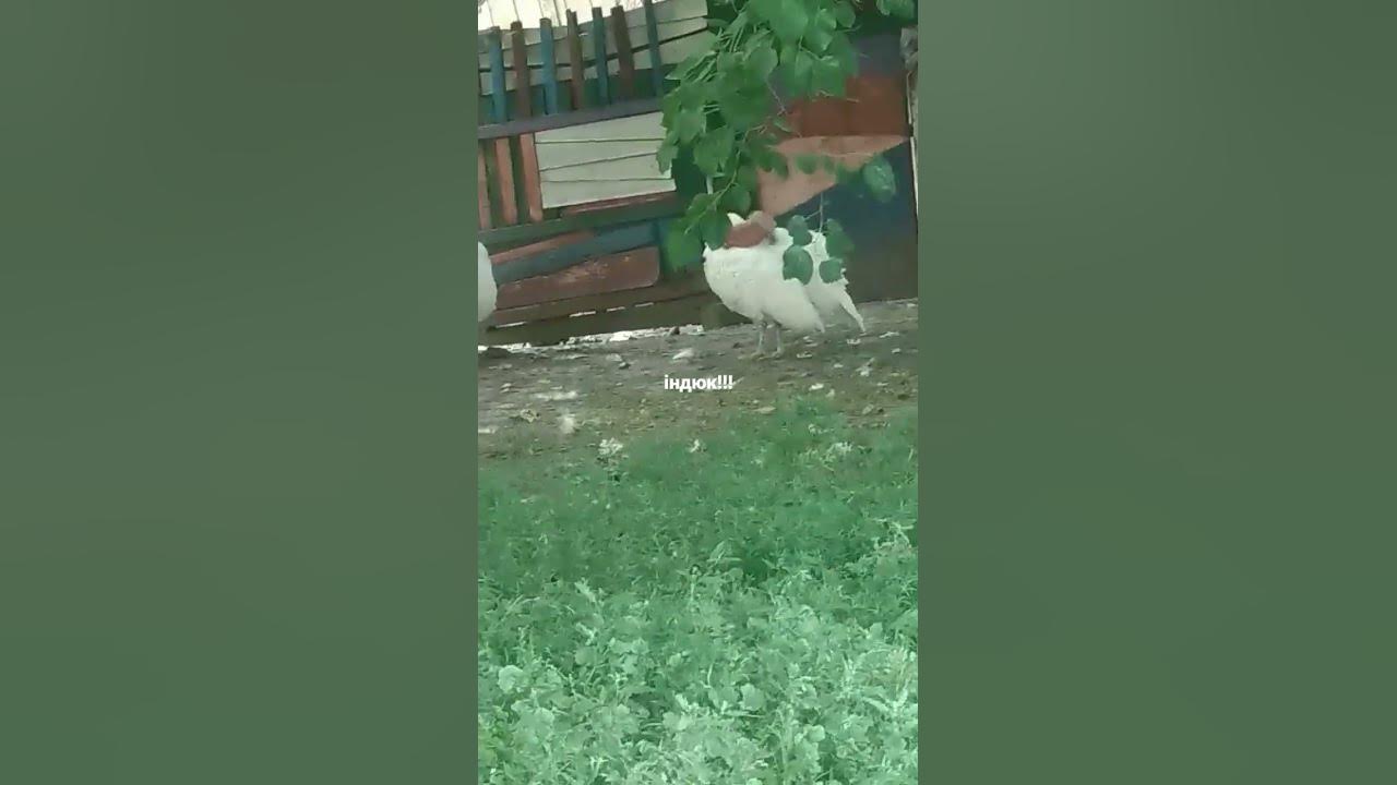 індюк - YouTube