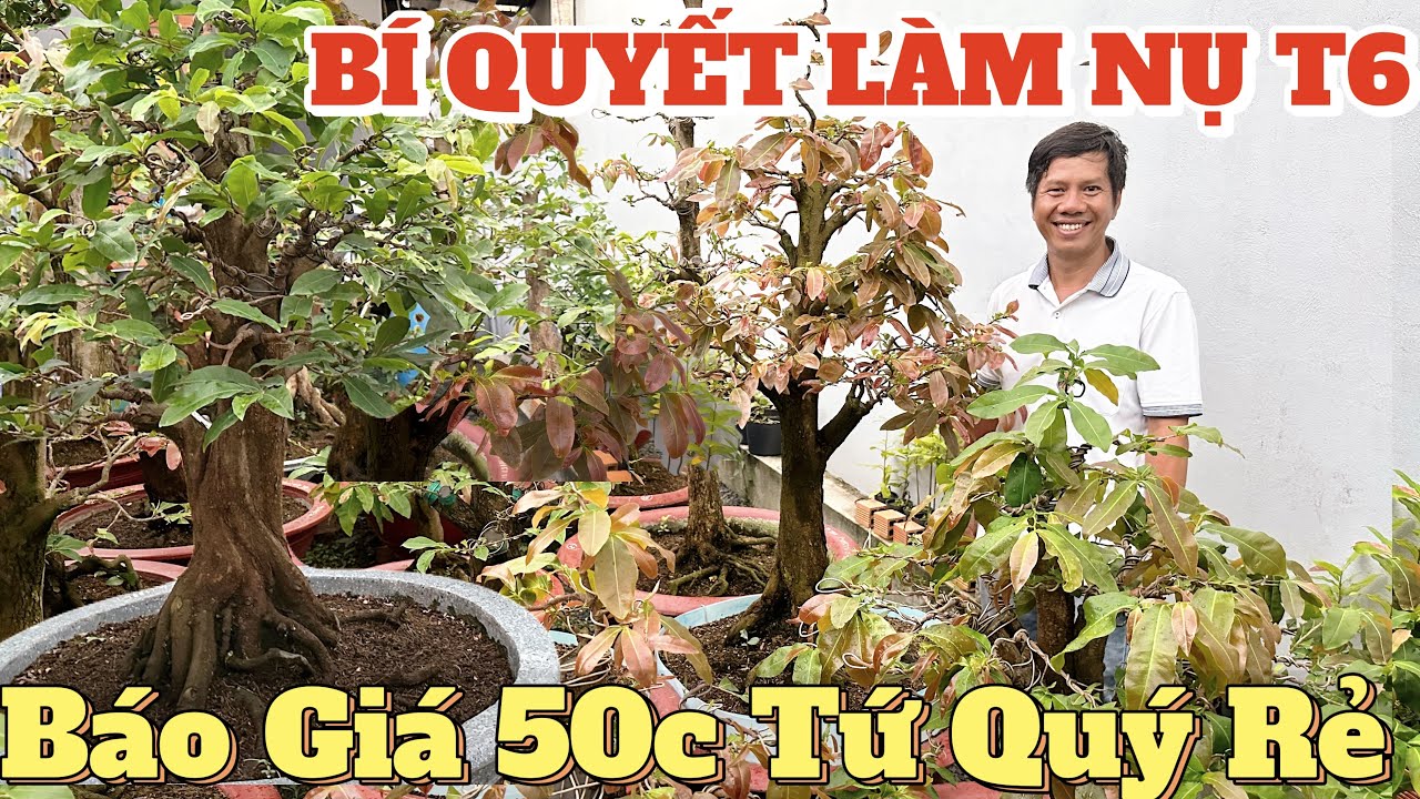 Báo giá 50 cây mai Tứ Quý ghép đẹp – Học bí quyết làm nụ bông chùm tháng 6 âm ở Cần Thơ lá mướt rượt