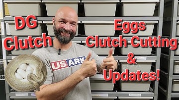 Ball Python Clutch Cutting From Eggs to All the Updates!