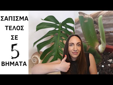 Βίντεο: Πώς να κάνετε το Monstera Bloom: Τρόποι για να βοηθήσετε το Monstera Flower