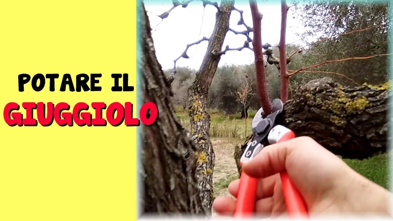 Potare il giuggiolo youtube