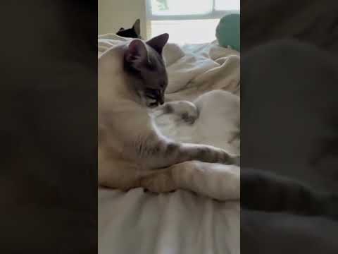 Funny cat on the bed! #shorts