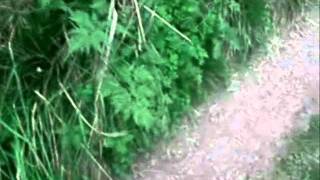 The Wildlife Sanctuary 2