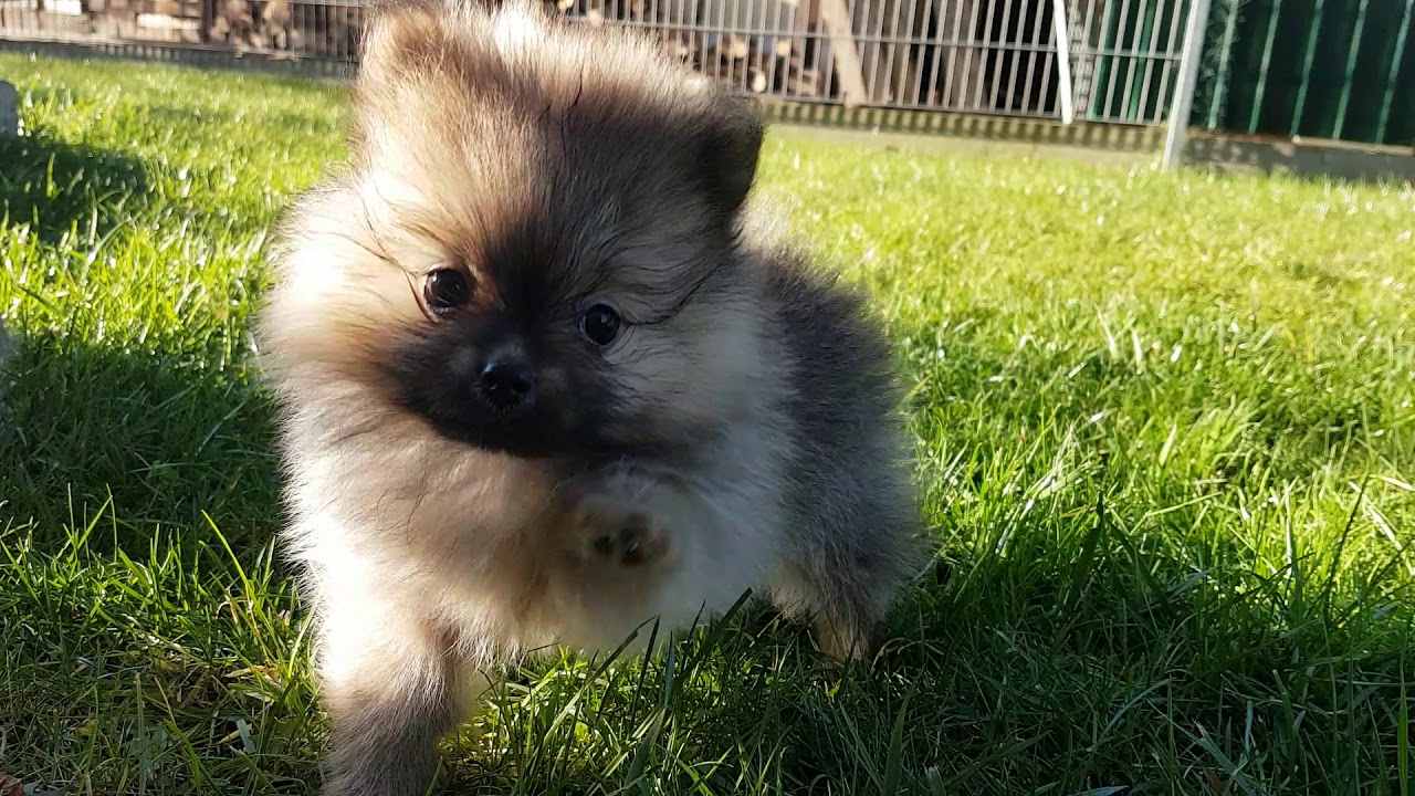 Zwergspitz Welpen Molly, Milla und Marcel.