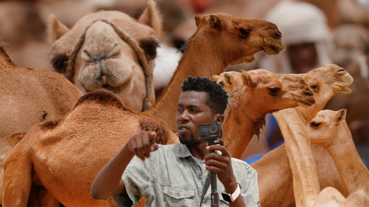 سوق الإبل في تشاد.. ضرائب توقف البيع رغم الطلب الكبير!