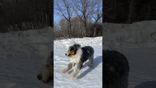 Come & Take it | Old English Sheepdog plays hard to get