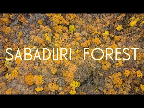 Sabaduri Forest in Autumn | საბადურის ტყე შემოდგომაზე
