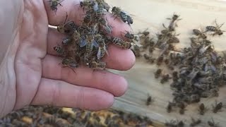 Подарок небес  Среднерусские пчёлы